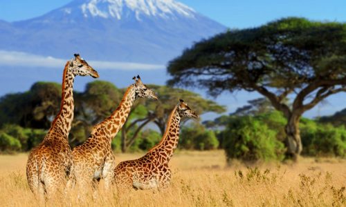 Three giraffe on Kilimanjaro mount background in National park of Kenya Africa